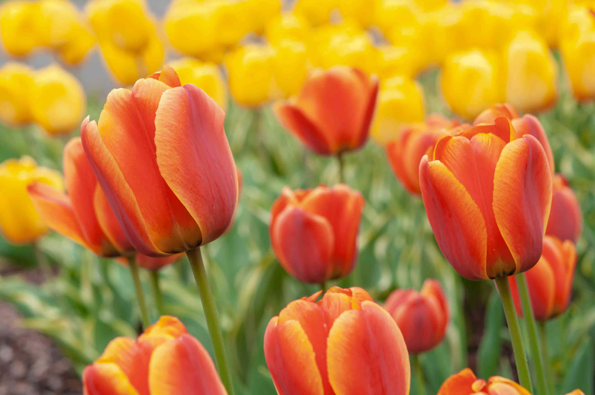 Colorful Tulip Blooms