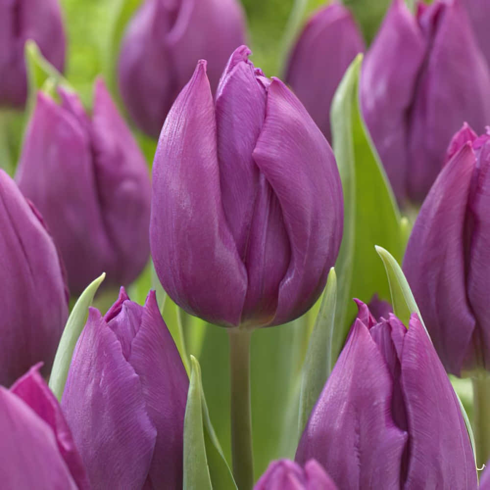 Celebrala Belleza De La Naturaleza Con Tulipanes Vibrantes
