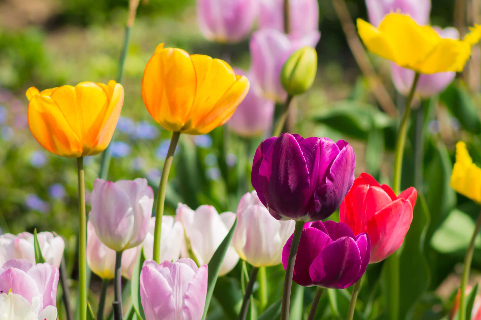 Etfelt Af Farverige Tulipaner.