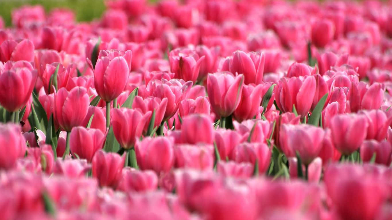 Uncampo Lleno De Exuberantes Tulipanes