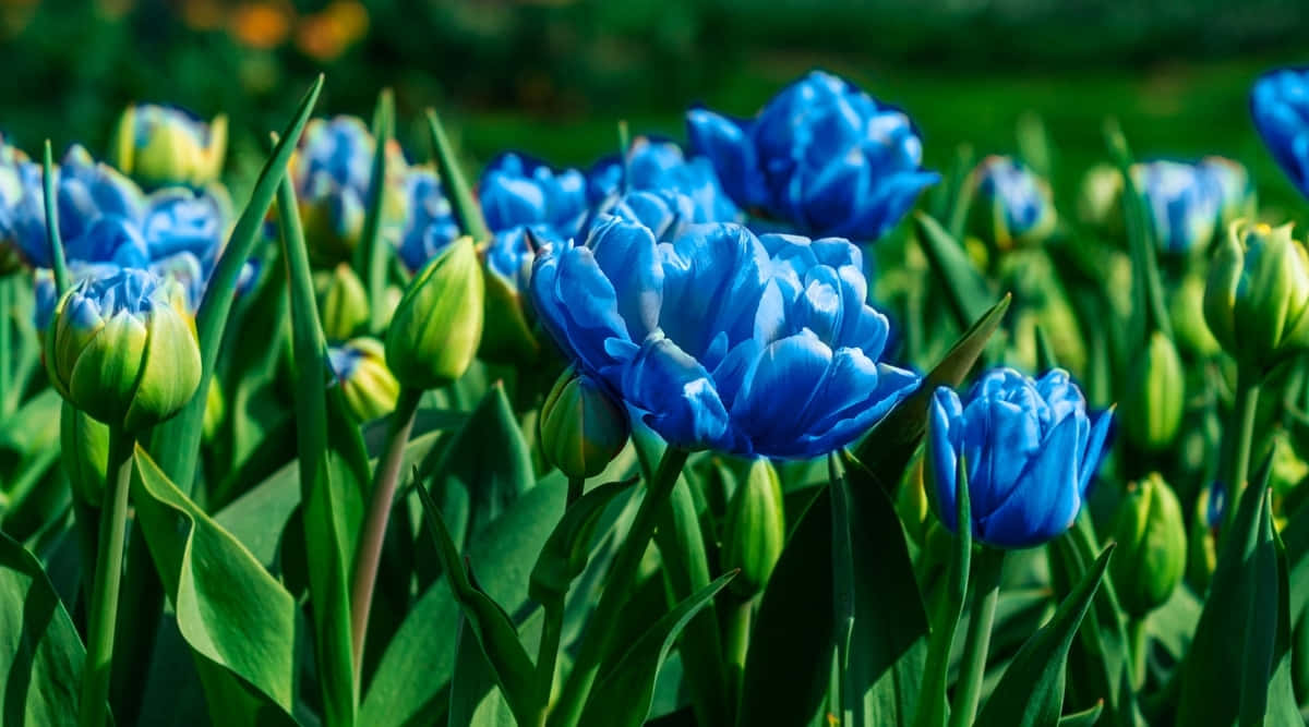 Tulipaniin Fiore Dei Paesi Bassi.