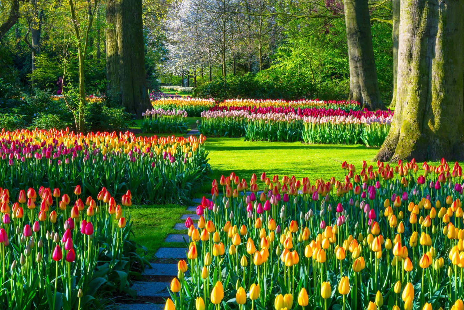 Related keywords: bloom, tulip, orange, flower, petals, green, sunlight, nature, garden