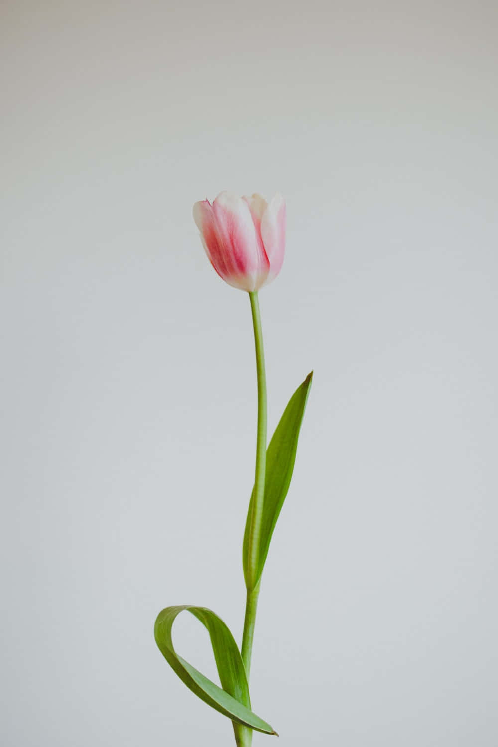 Tulip Pictures