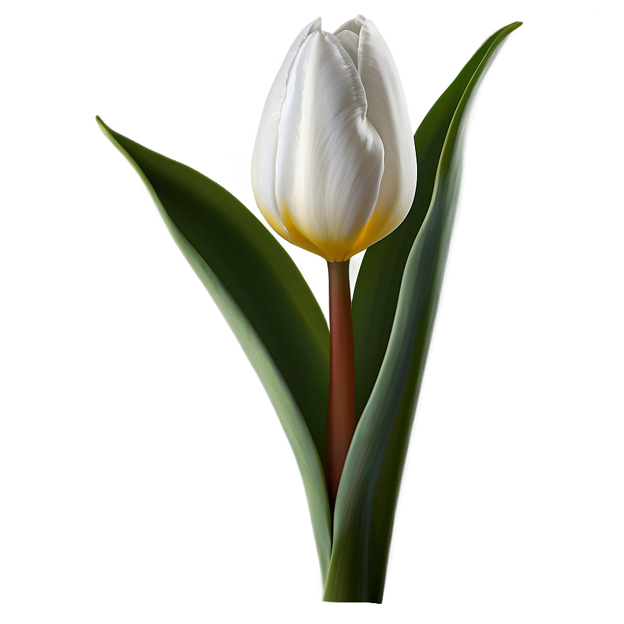 Tulip Stem Png 05212024 PNG