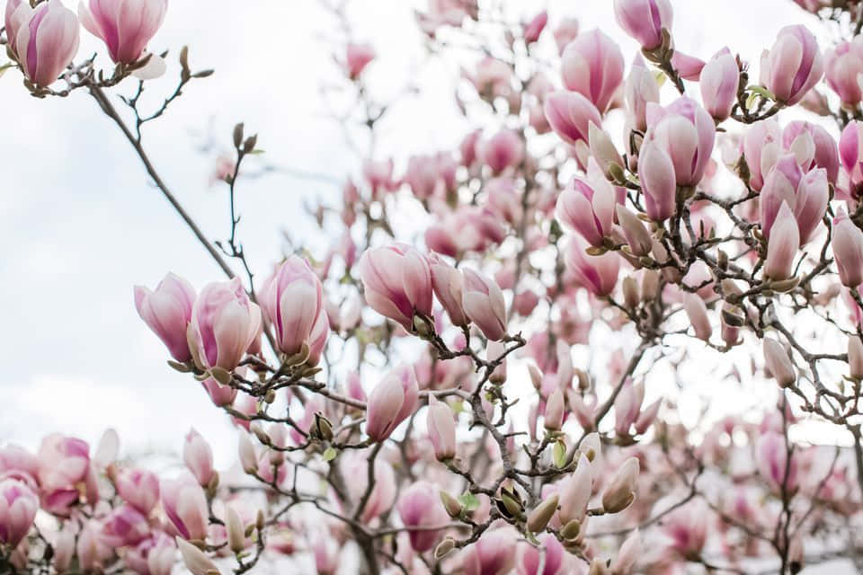 A spring blossom of a Tulip Tree