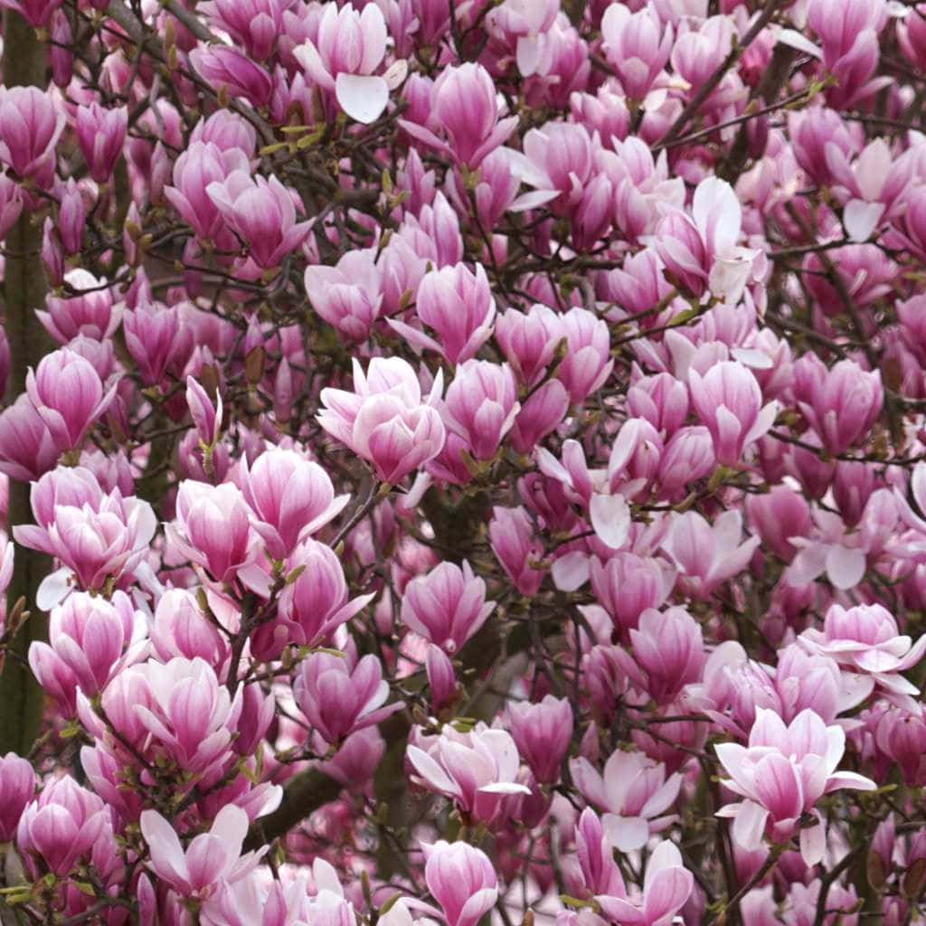 Magnolia 'stinsonii' - April Blooms