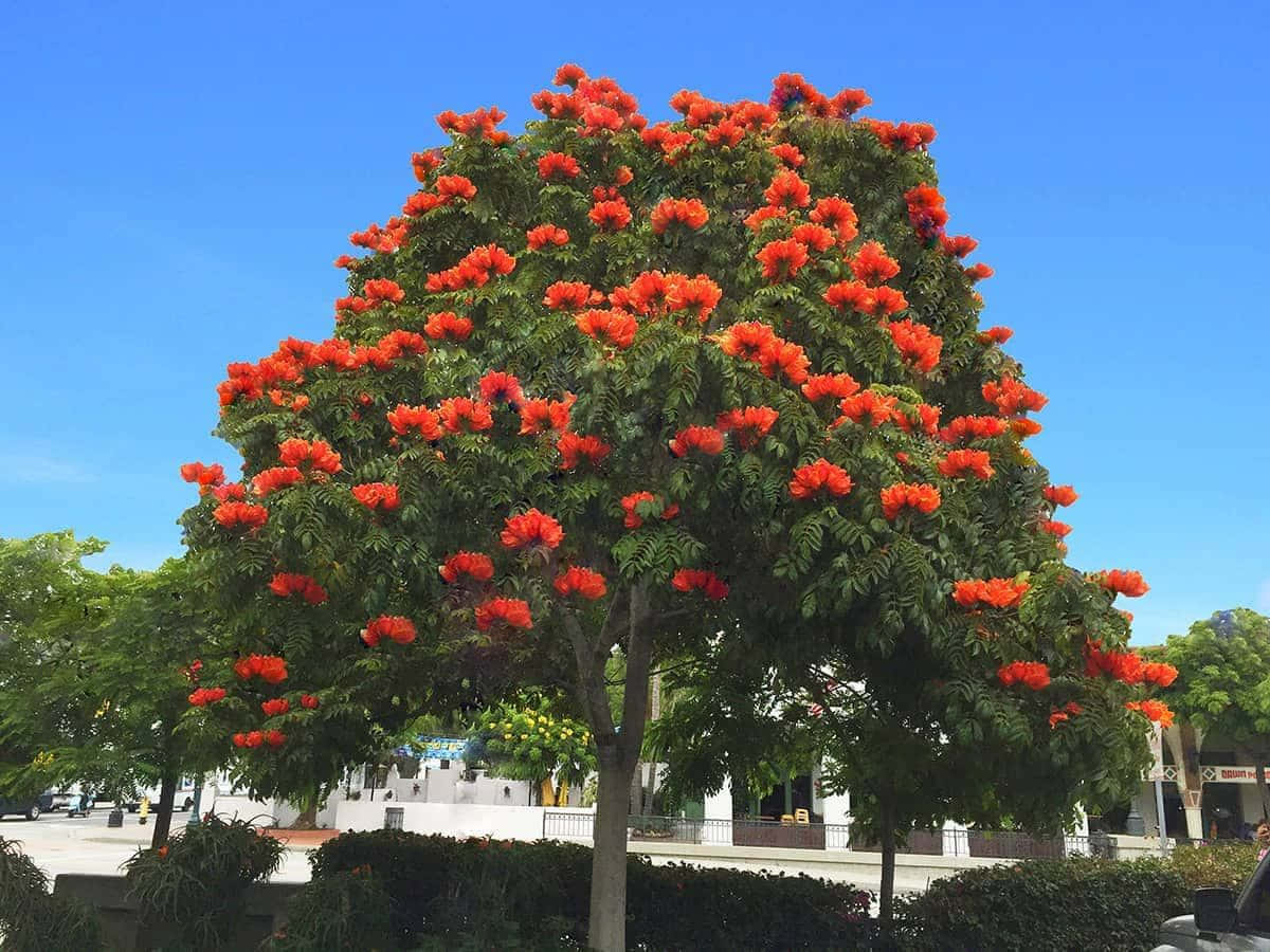 Ljusgultulpanträd Blommar I Solen