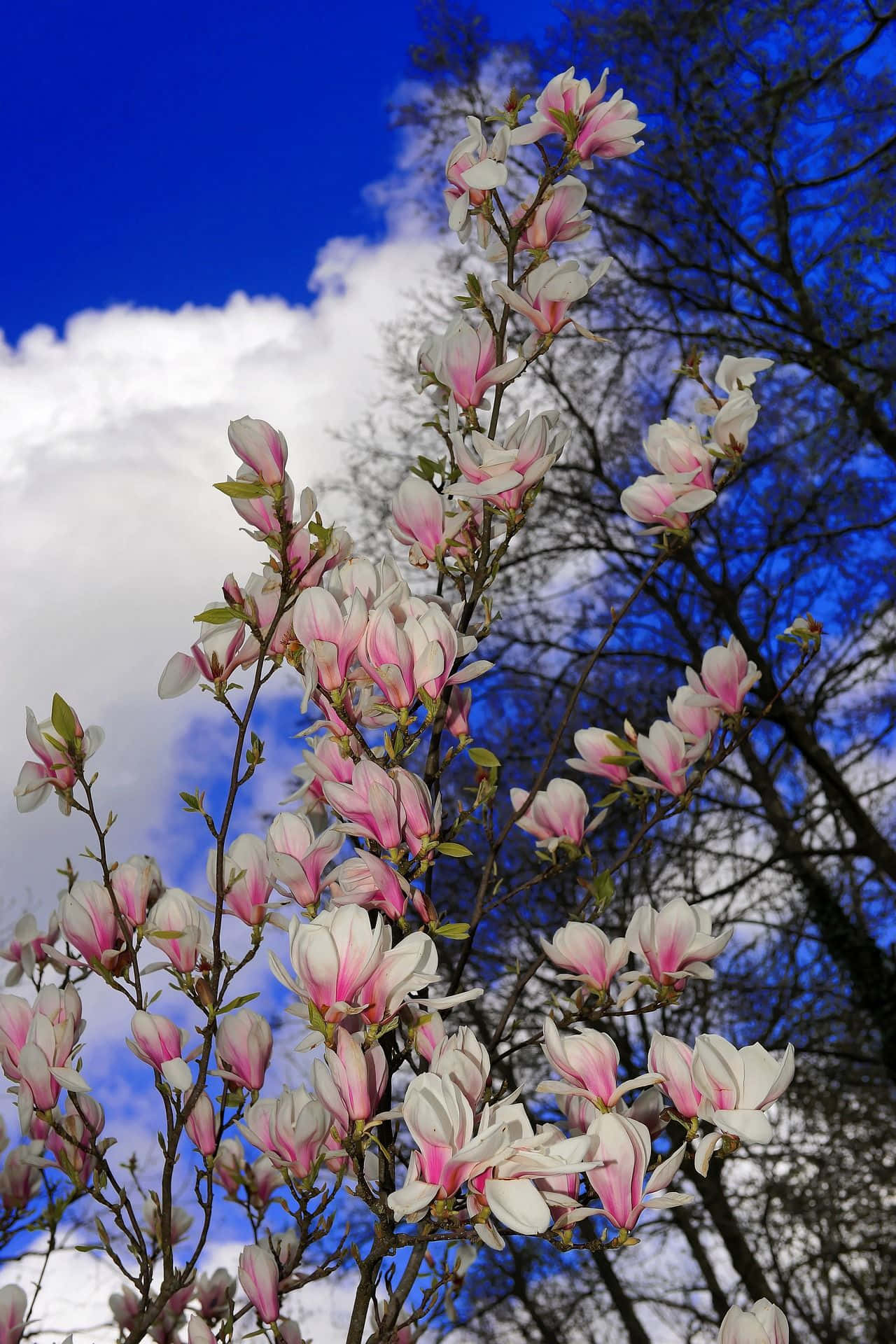 A bright and serene view of a tulip tree in full bloom