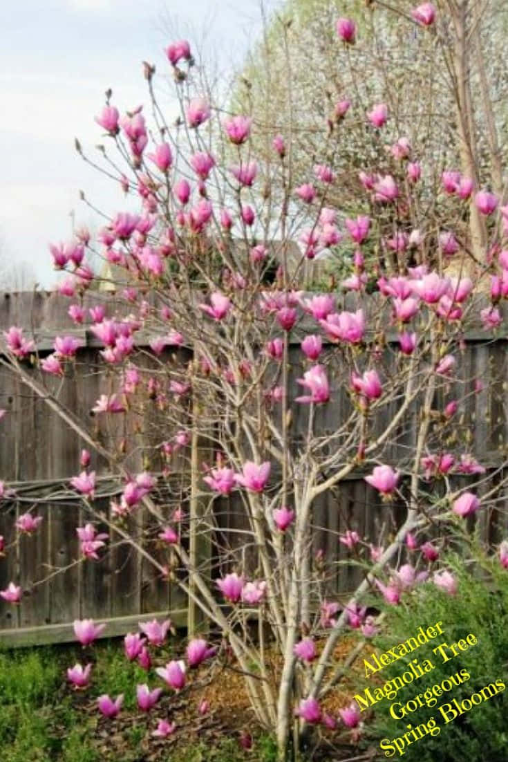 Unhermoso Árbol Tulipán Rosa Y Naranja En Plena Floración.