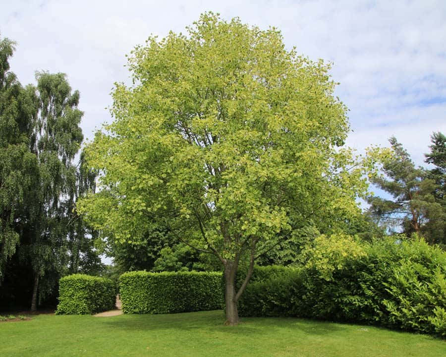 A Large Green Tree In A Garden