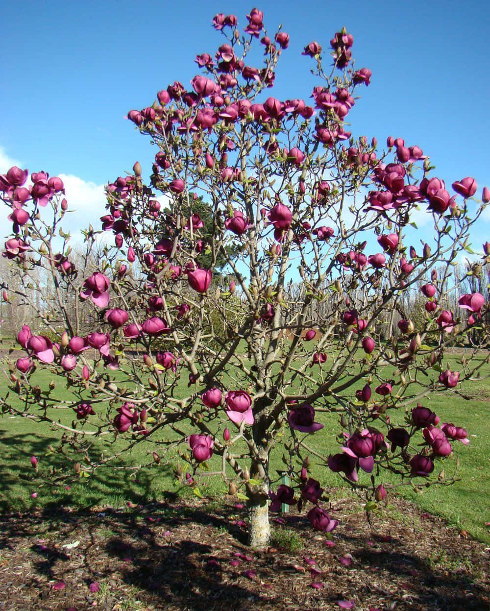 A Tree With Flowers