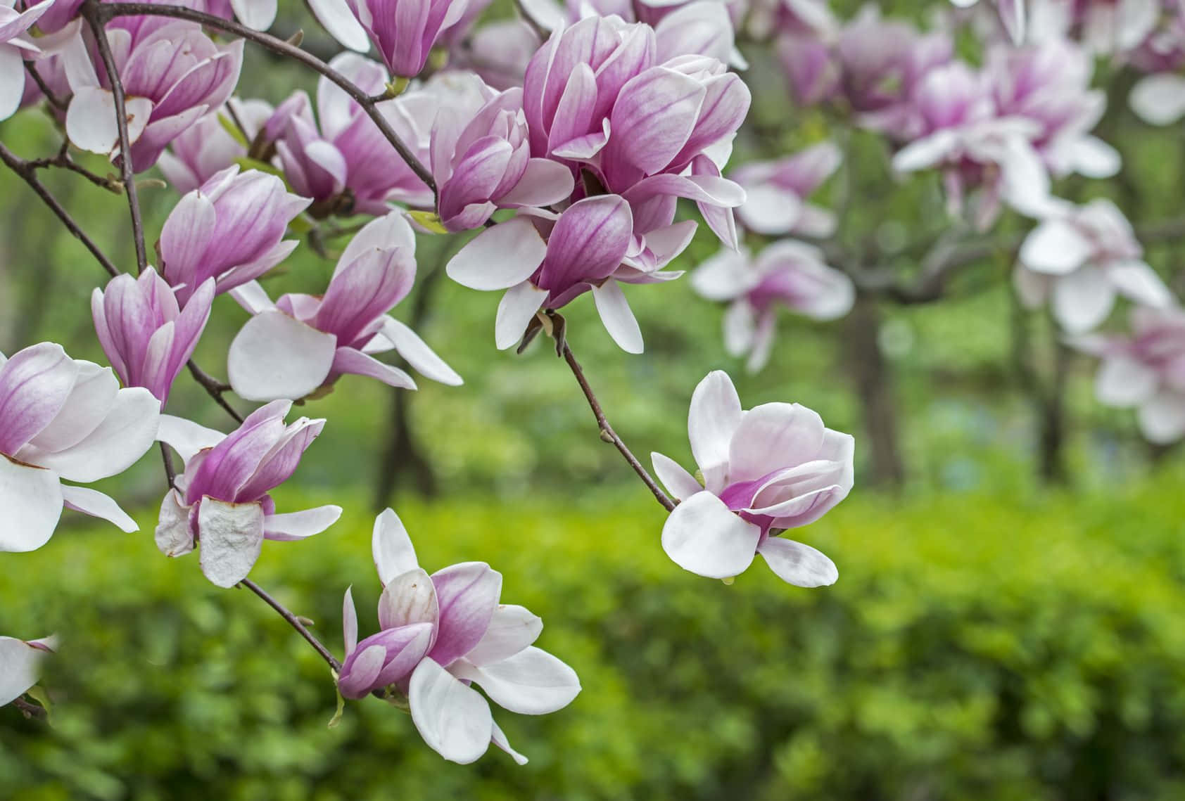 The magnificence of the Tulip Tree