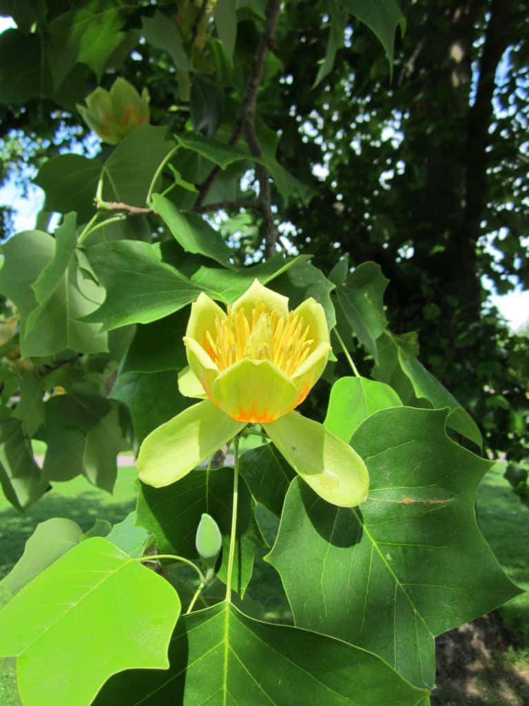 A picturesque Tulip Tree in its full spring bloom