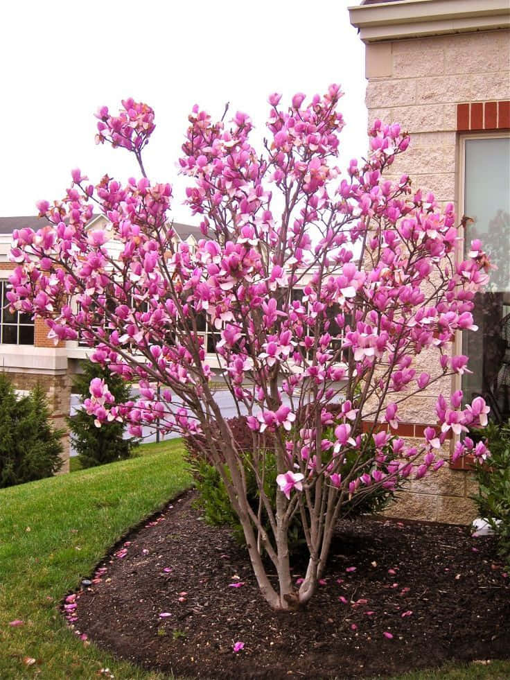 Blommornafrån Ett Pärlskimrande Tulpanträd Strålar I Vårtiden