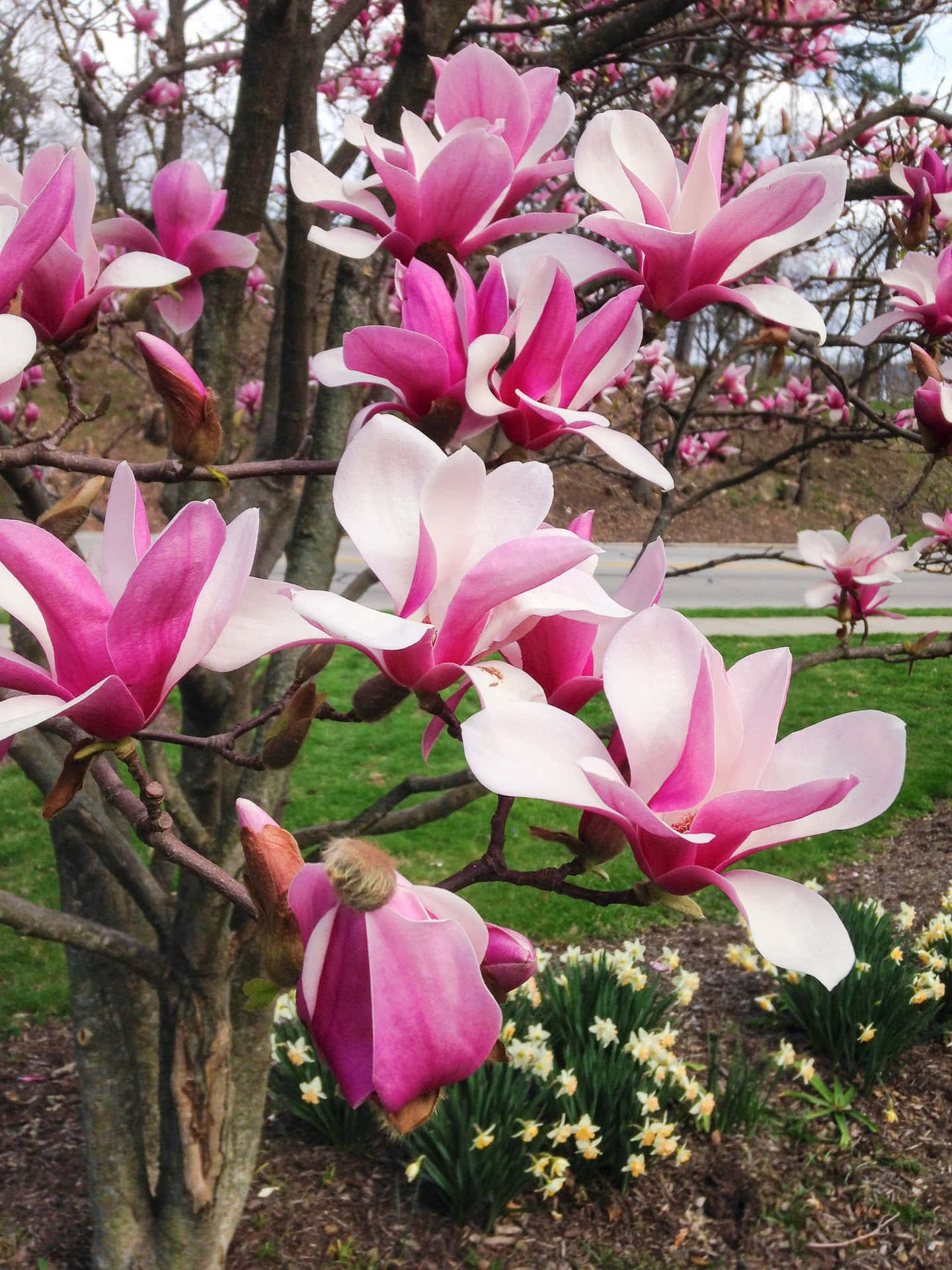 A picture of a blooming tulip tree, basking in the sun.