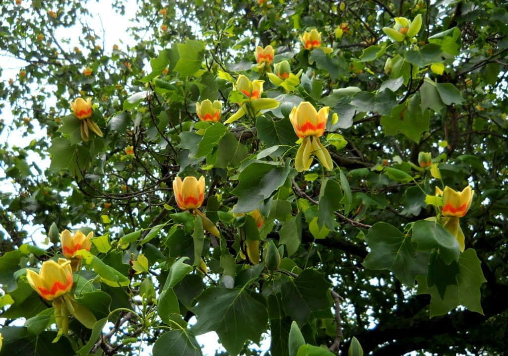 Enjoy the crisp green leaves and bright pops of yellow with a Tulip Tree!