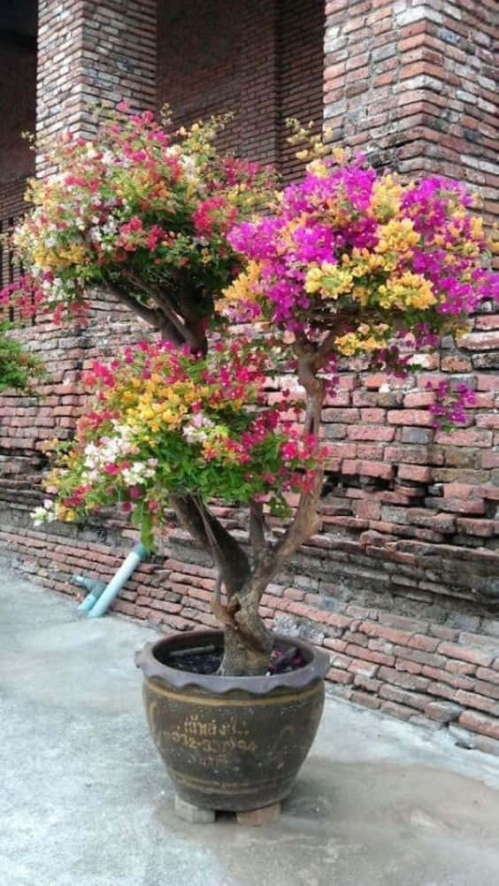 A Colorful Bonsai Tree In A Pot