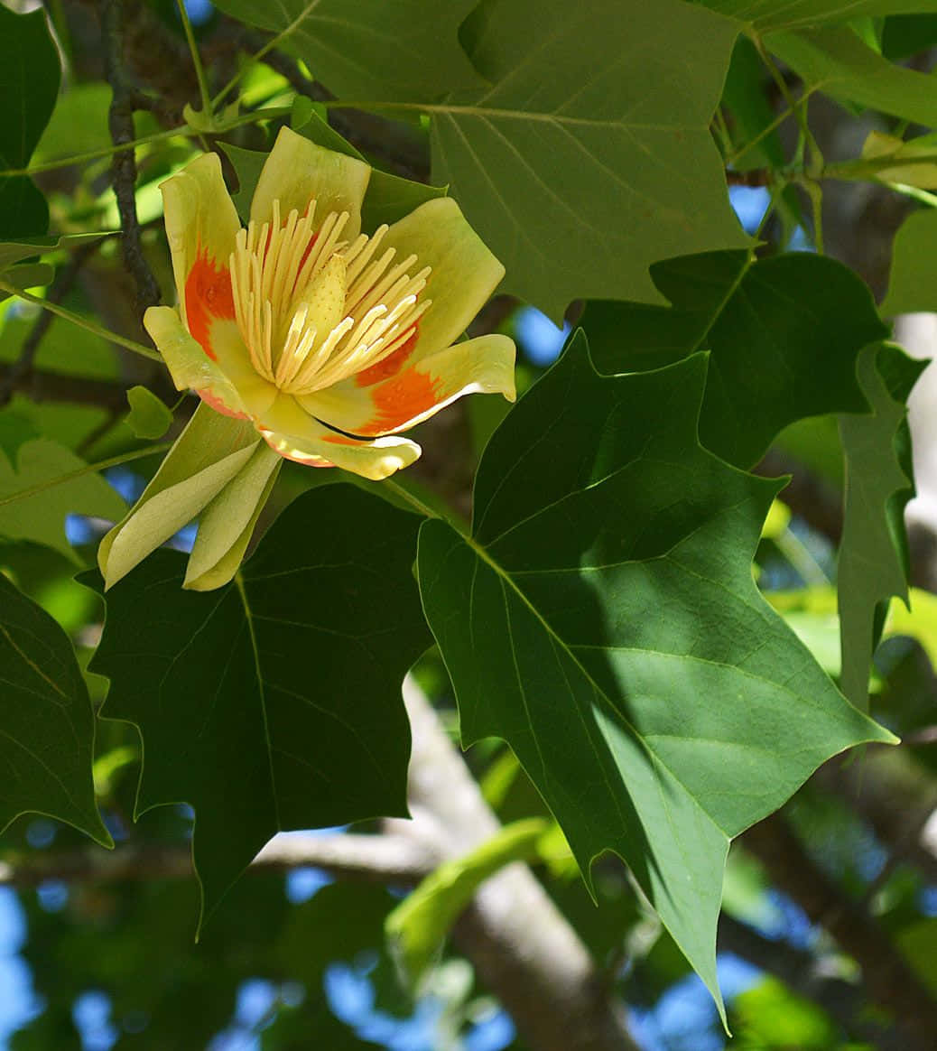 A peaceful view of a tulip tree in summer