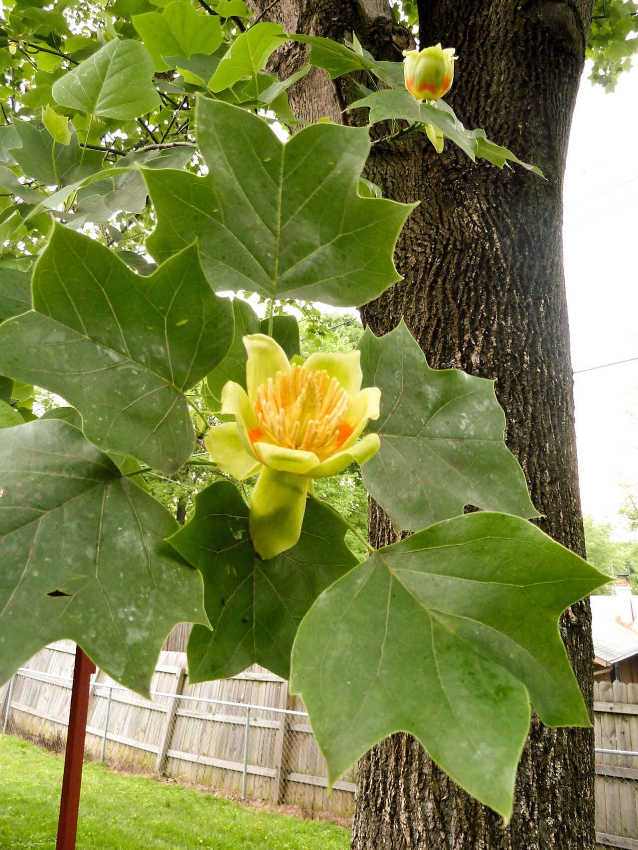 Fresh blooms from a tulip tree on a cool spring day.