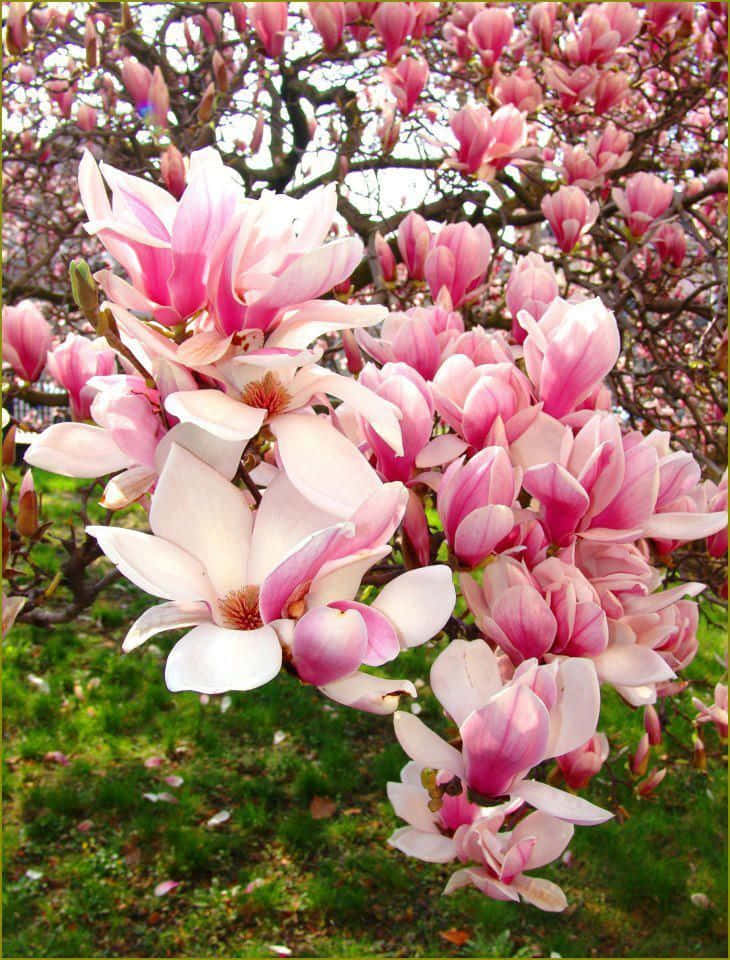 "An old blossoming Tulip Tree in glorious technicolor"