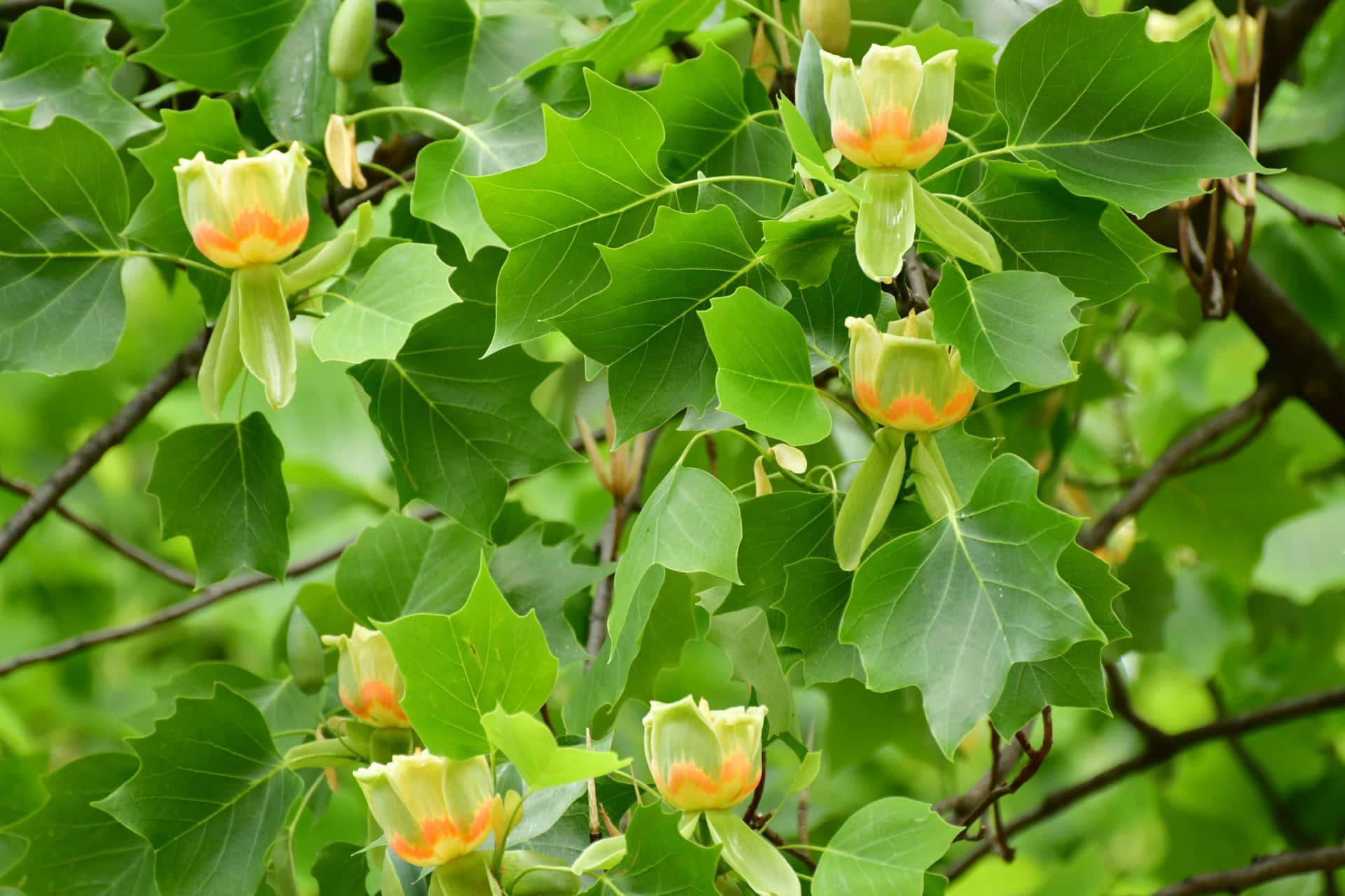 A mesmerizing picture of a gorgeous Tulip Tree in full bloom