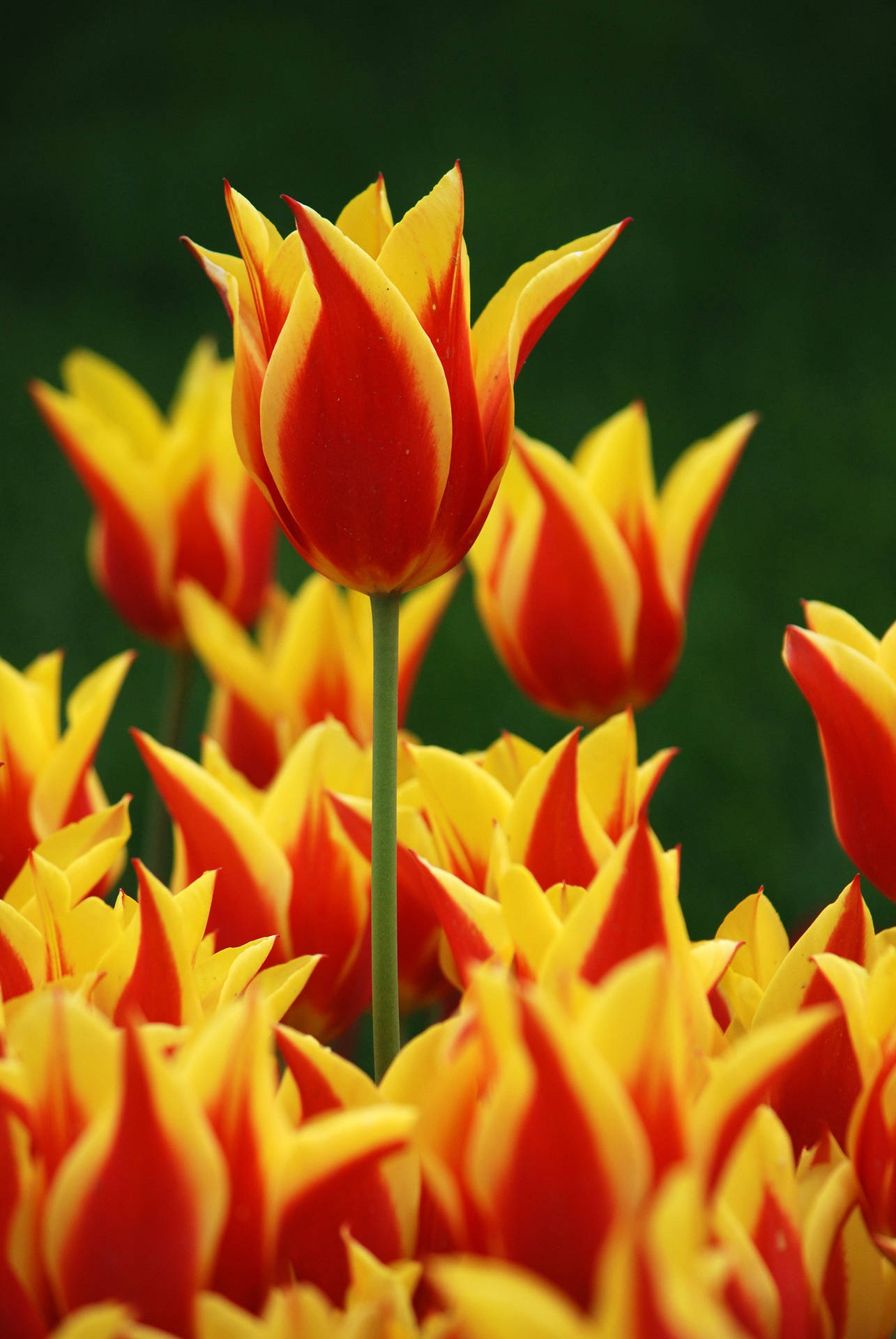 Tulipan Blomst Android Tapet: Et klassisk mønster af dystre røde tulipaner på en blå baggrund. Wallpaper