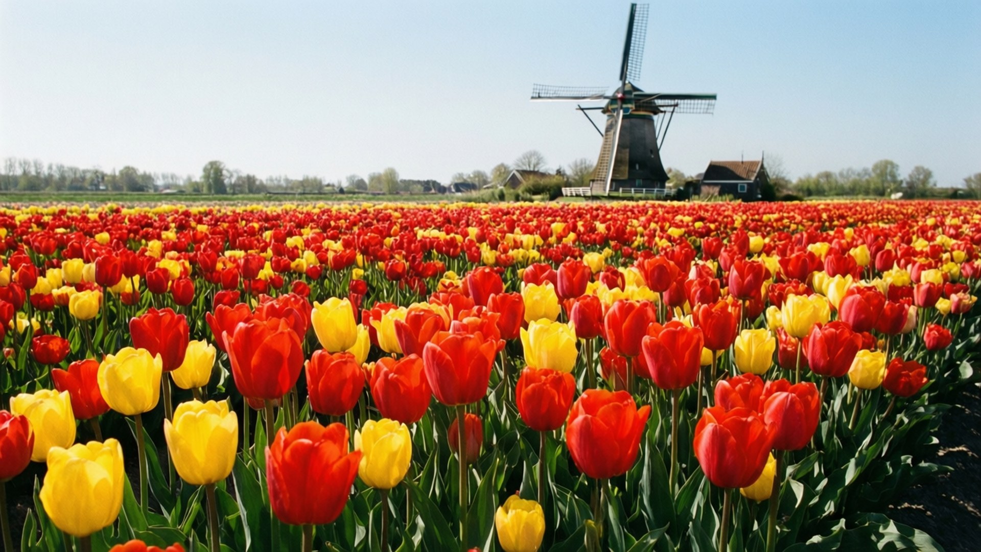 Tulipaner og Vindmølle Wallpapers