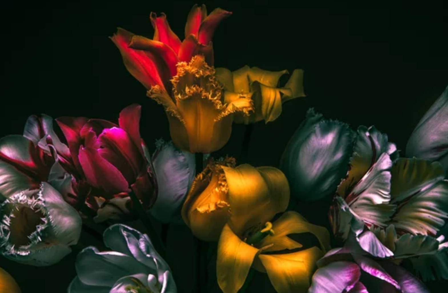 Tulips Dark Color Wallpaper