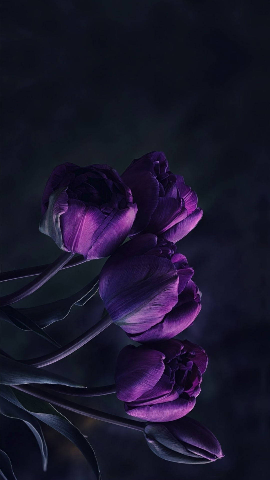 Captivating Dark Purple iPhone Wallpaper with Tulips Wallpaper