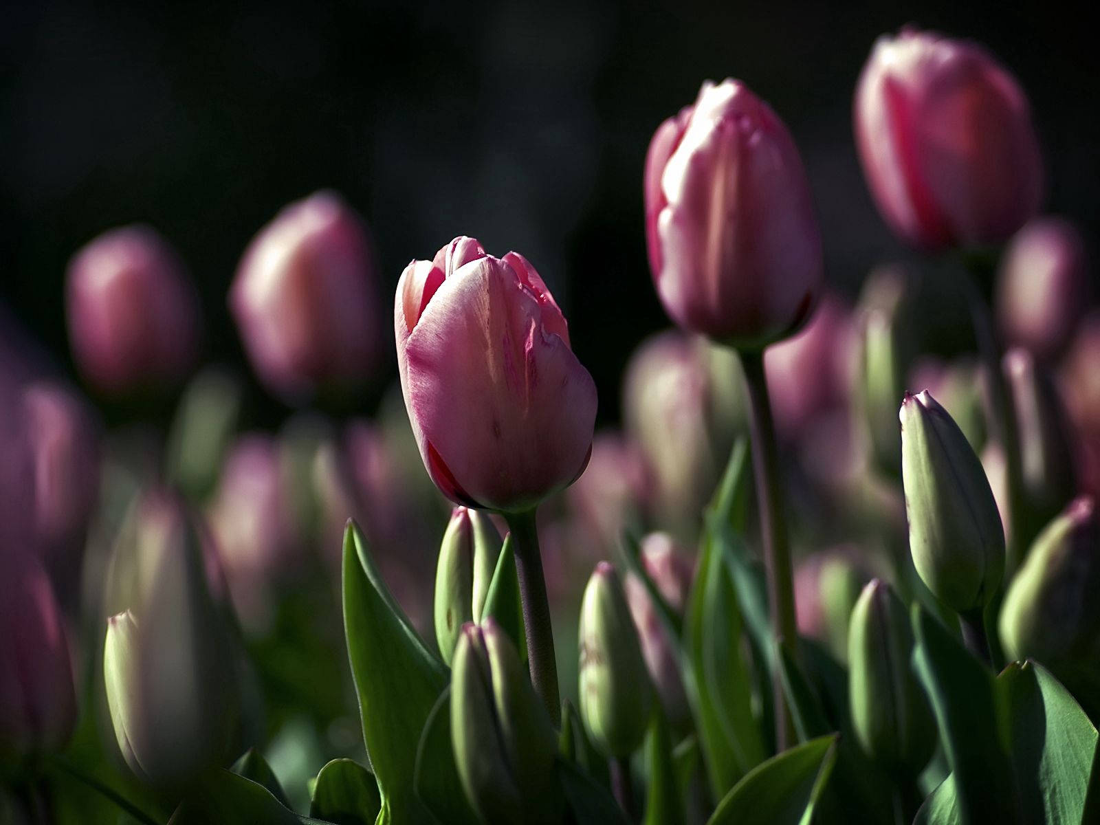 Tulips, Flowers, Night, Golf, Beauty