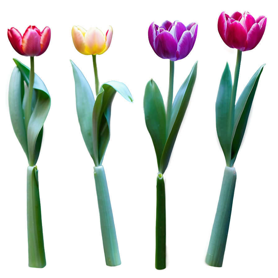 Tulips In Bloom Png 05242024 PNG