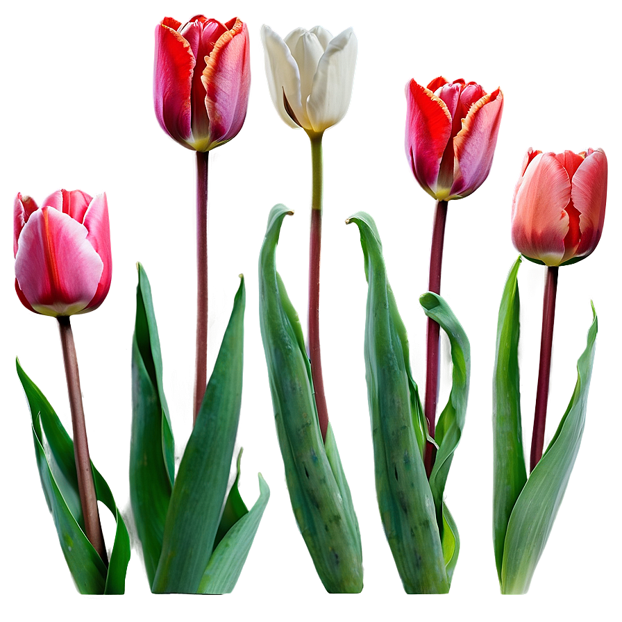 Tulips In The Fog Png 17 PNG