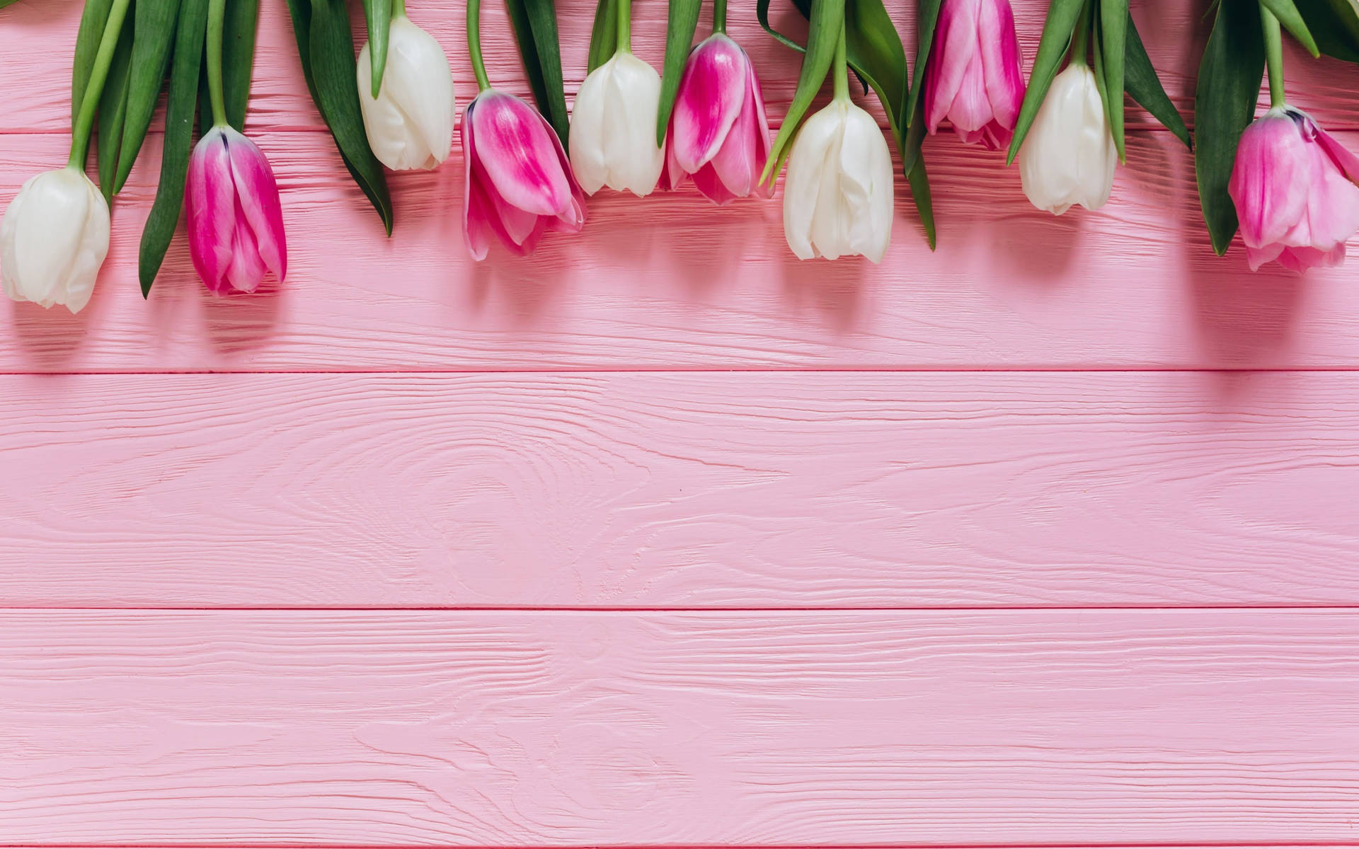 Tulips On Pink Background Wallpaper
