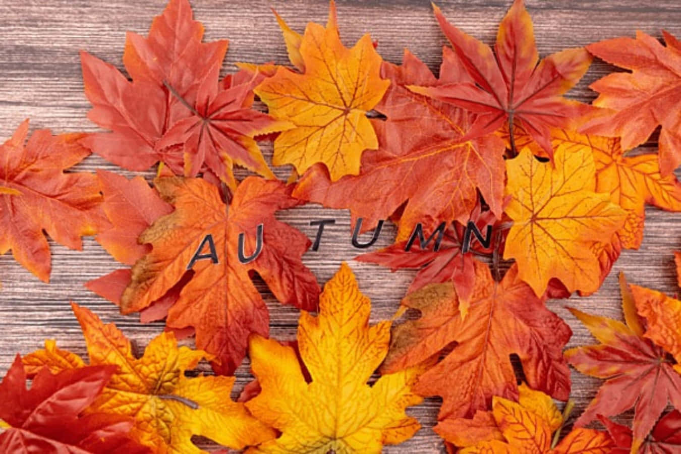 Røde og orange løv efteråret Tumblr skrivebordsbaggrund Wallpaper