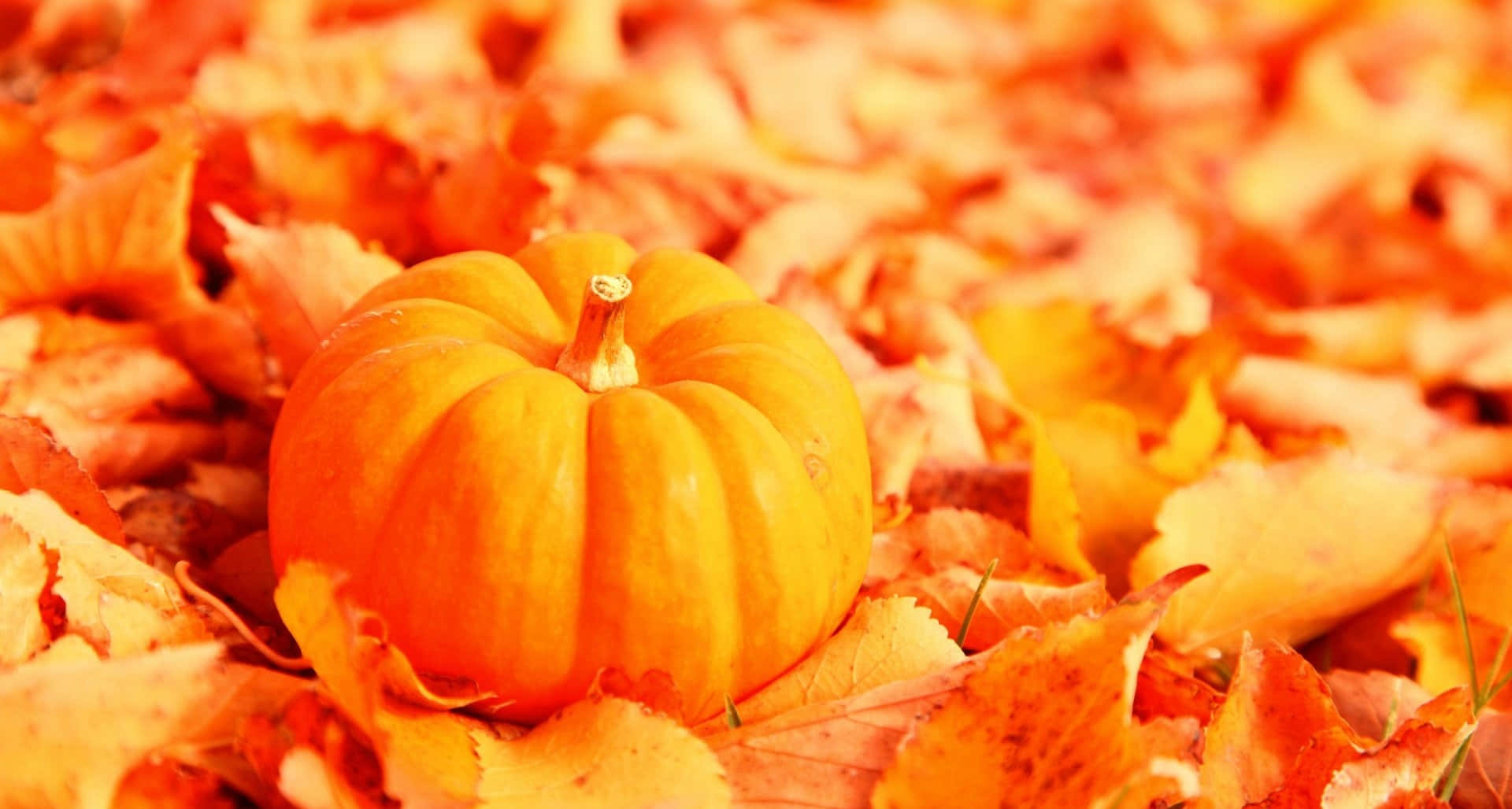 Orange Pumpkin Tumblr Autumn Desktop Wallpaper