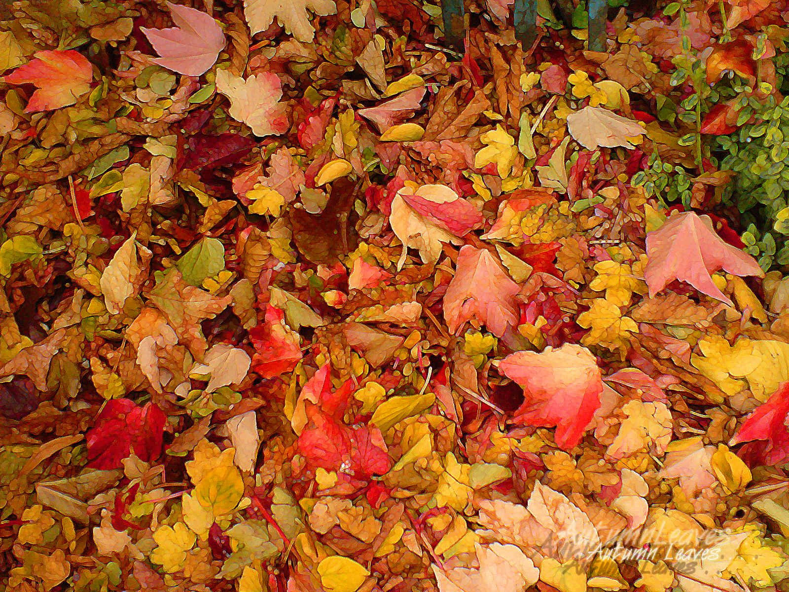 Clusteraus Blättern Tumblr Herbst Desktop Wallpaper