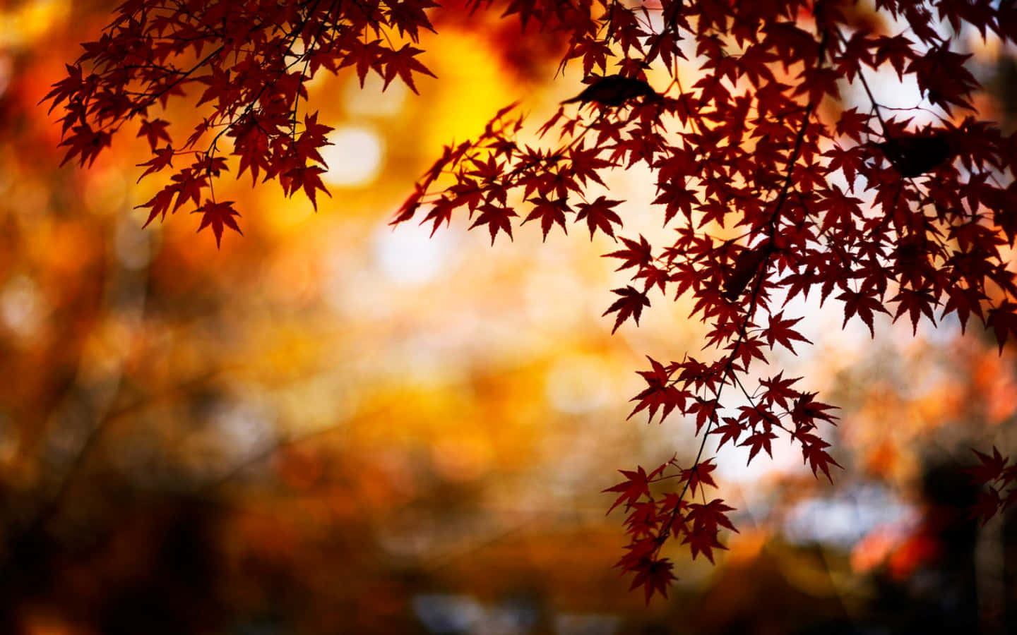 Maple Leaves On Tree Tumblr Autumn Desktop Wallpaper