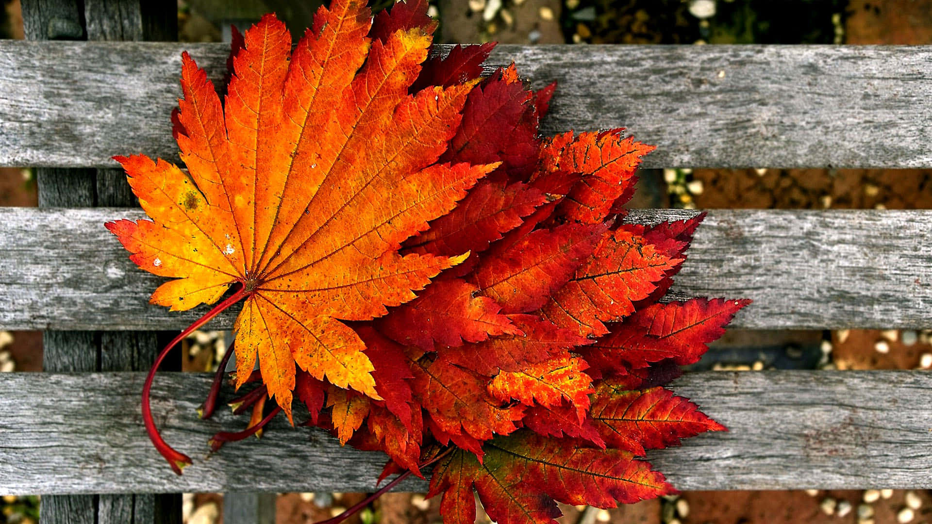 Orangeahornblätter Tumblr Herbst-desktop Wallpaper