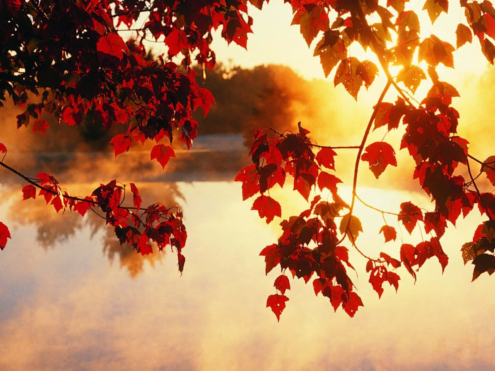 Maple Silhouette Tumblr Autumn Desktop Wallpaper