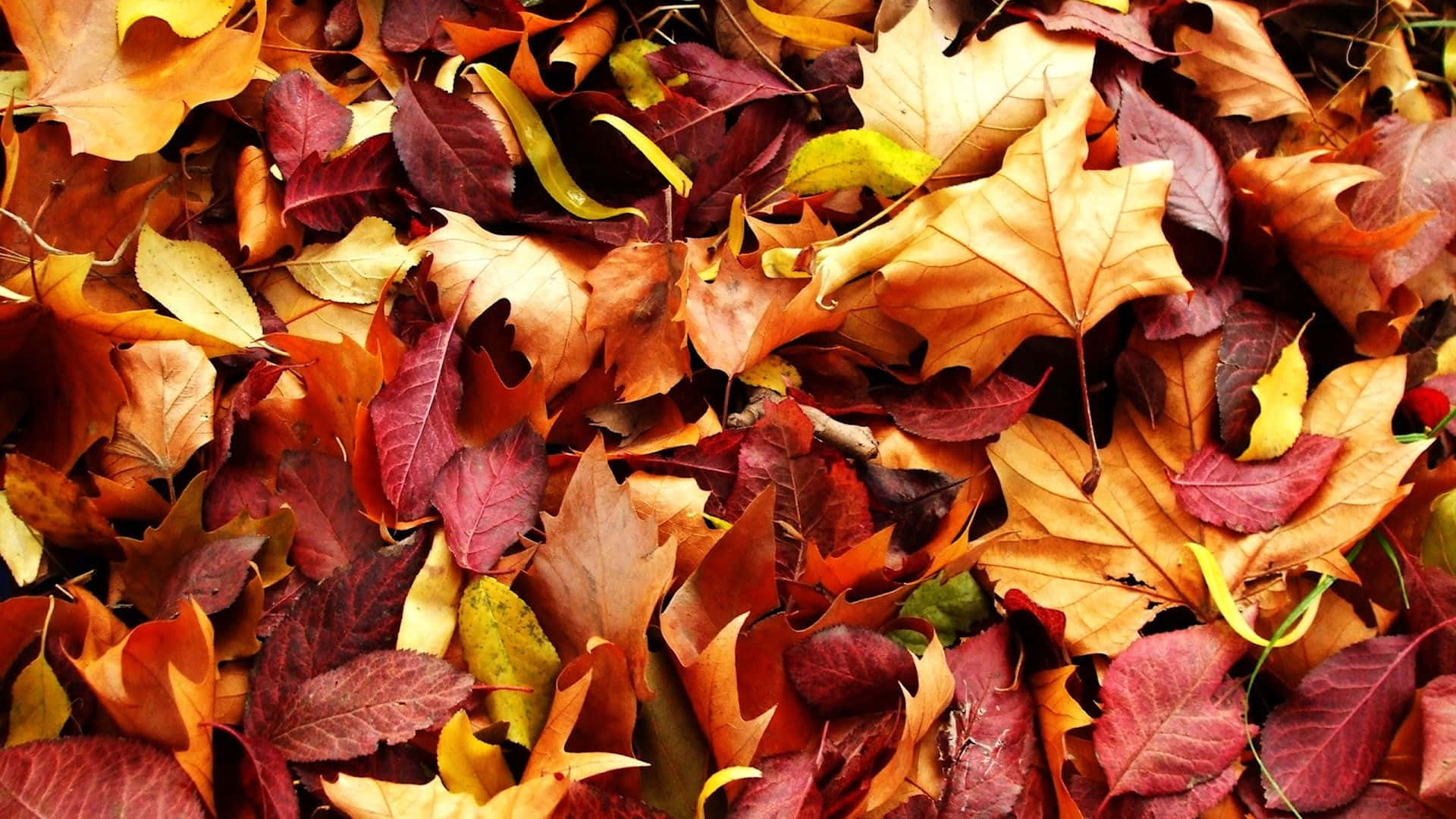 Maroon Maple Leaves Tumblr Autumn Desktop Wallpaper