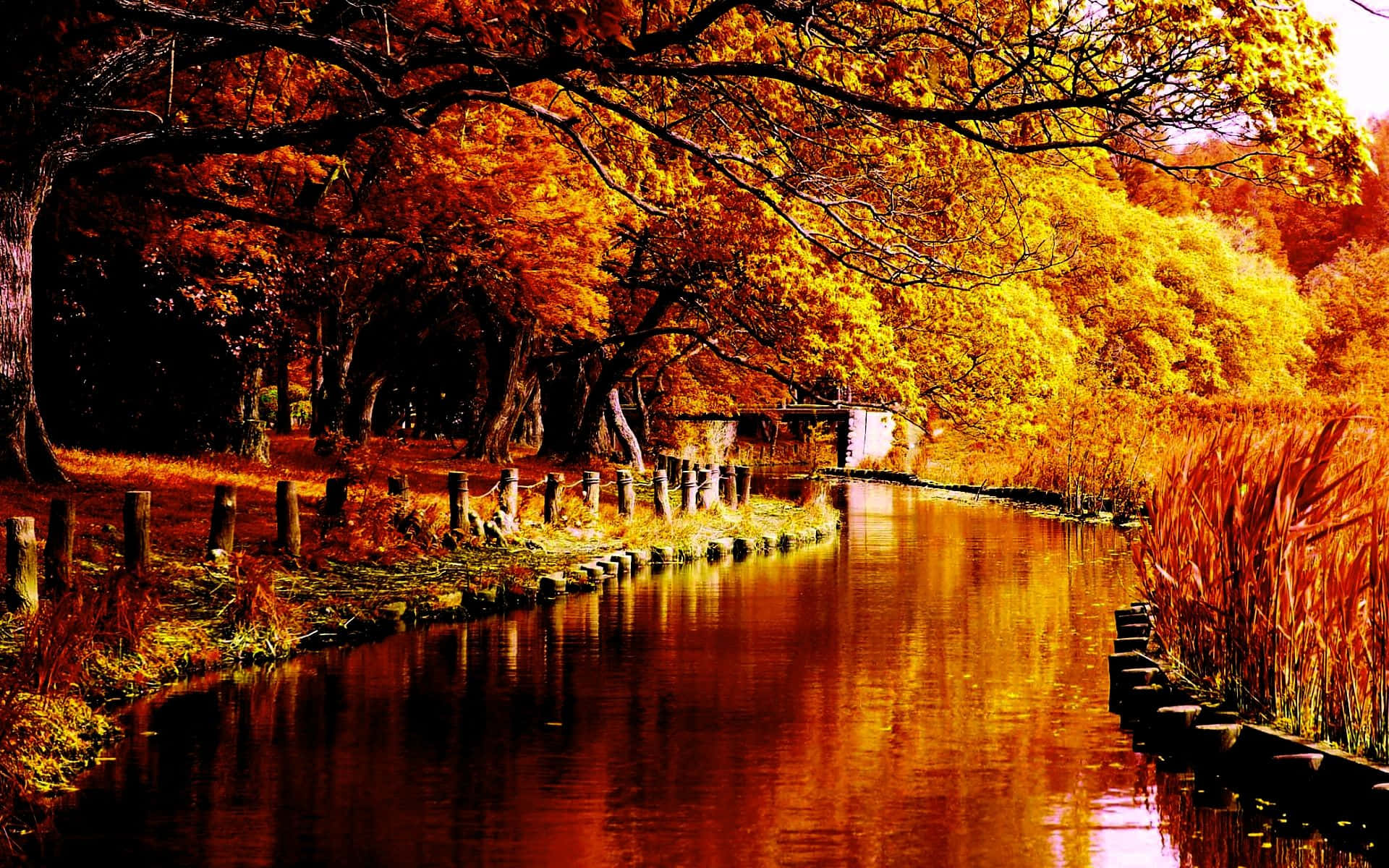 "Celebrate the beauty and colors of autumn with this stunning desktop wallpaper." Wallpaper