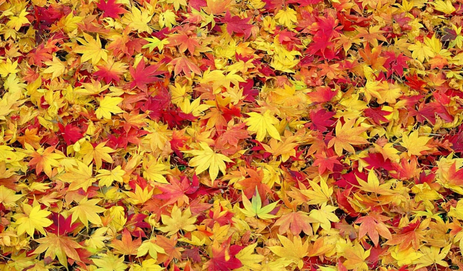 Njutav Höstens Skönhet Med Denna Vackra Tumblr-skrivbordsbakgrund. Wallpaper