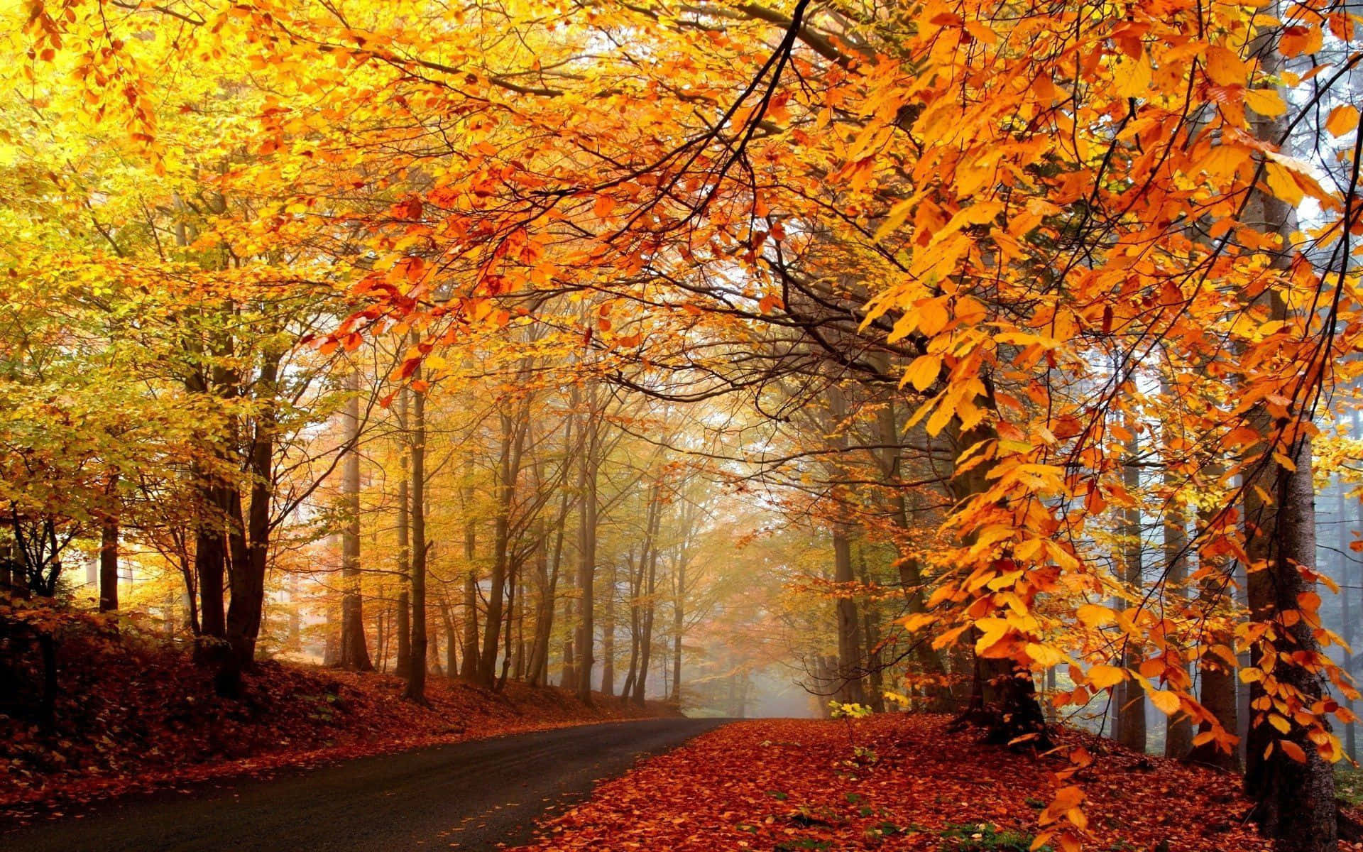 Goditil'autunno Con Questa Immagine Per Il Desktop, Ispirata Alla Natura. Sfondo