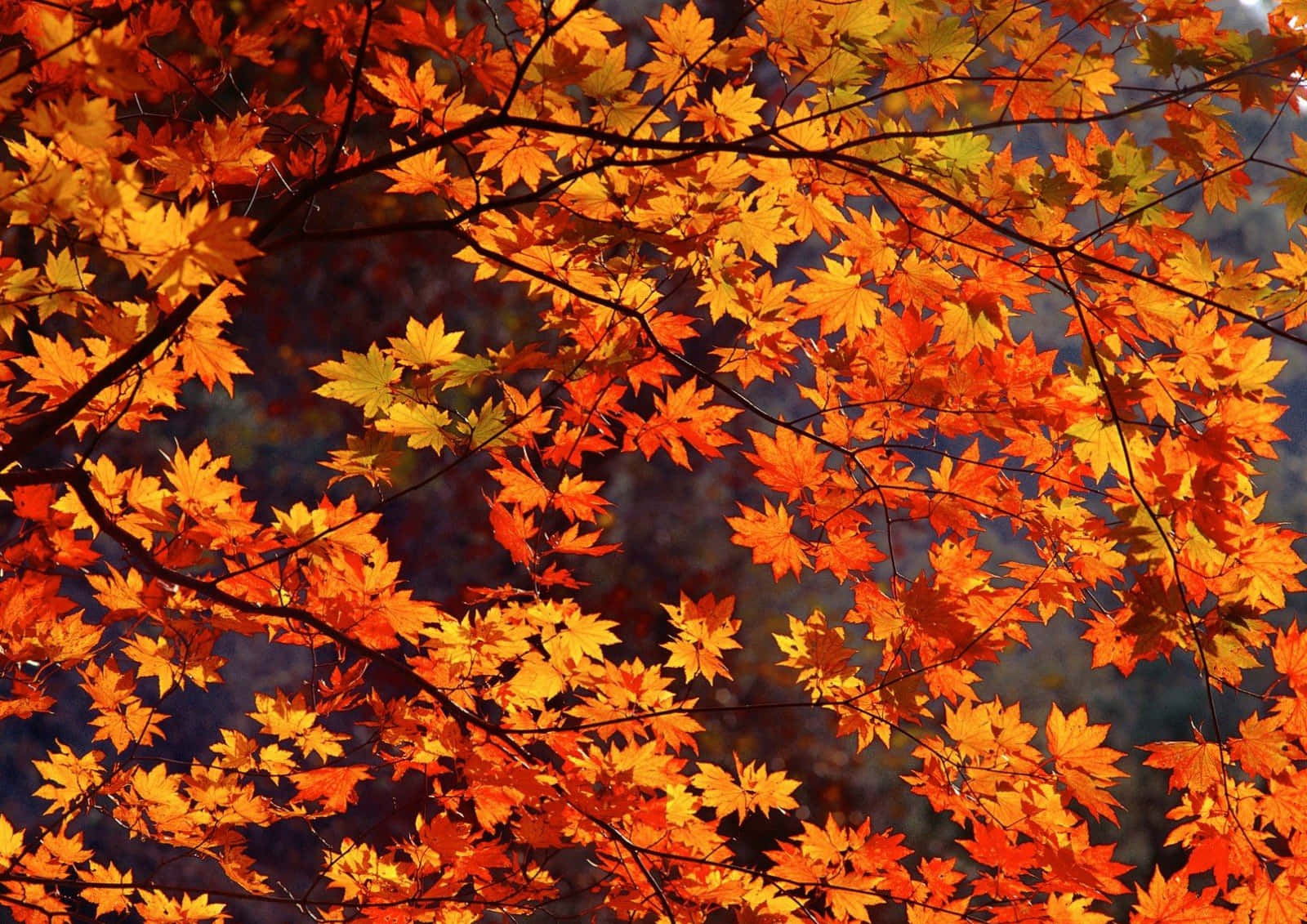 L'autunnoè Arrivato: Goditi L'atmosfera Accogliente Dell'autunno! Sfondo