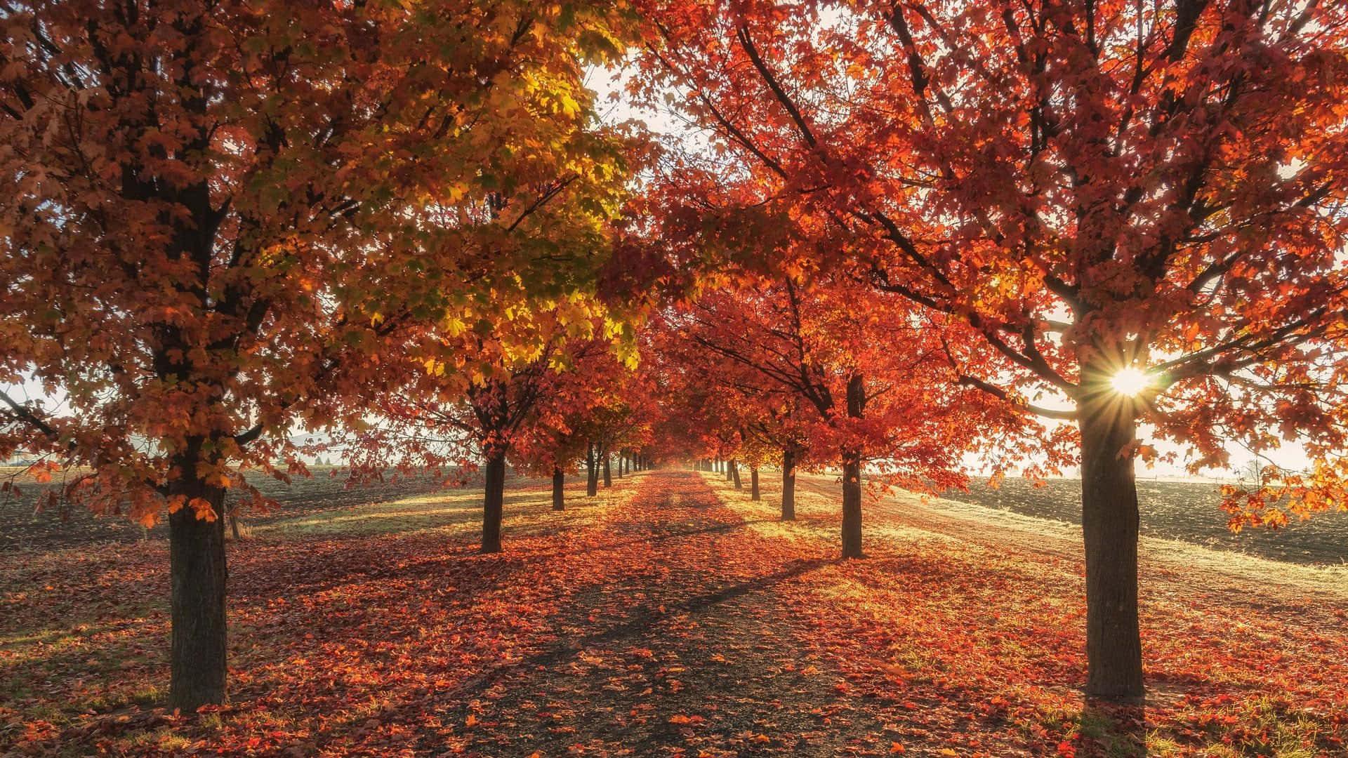 Celebrala Bellezza Dell'autunno Con Questa Immagine Per Sfondo Desktop Autunnale. Sfondo