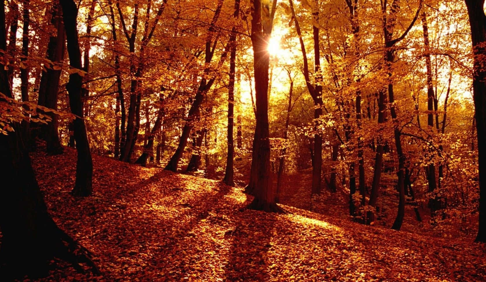 Haltensie Die Herbstliche Schönheit Der Jahreszeit Mit Diesem Atemberaubenden Tumblr Herbst-desktop-hintergrund Fest. Wallpaper