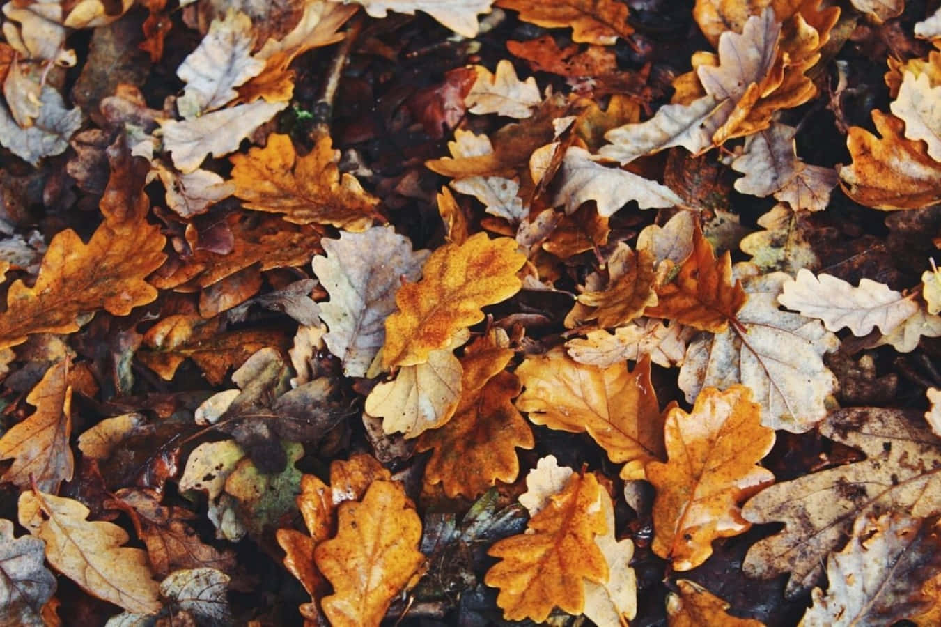 Brauneblätter Auf Dem Tumblr Herbst Desktop Wallpaper