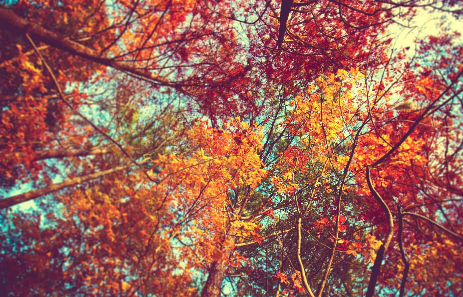 Goditila Bellezza Dell'autunno Sfondo