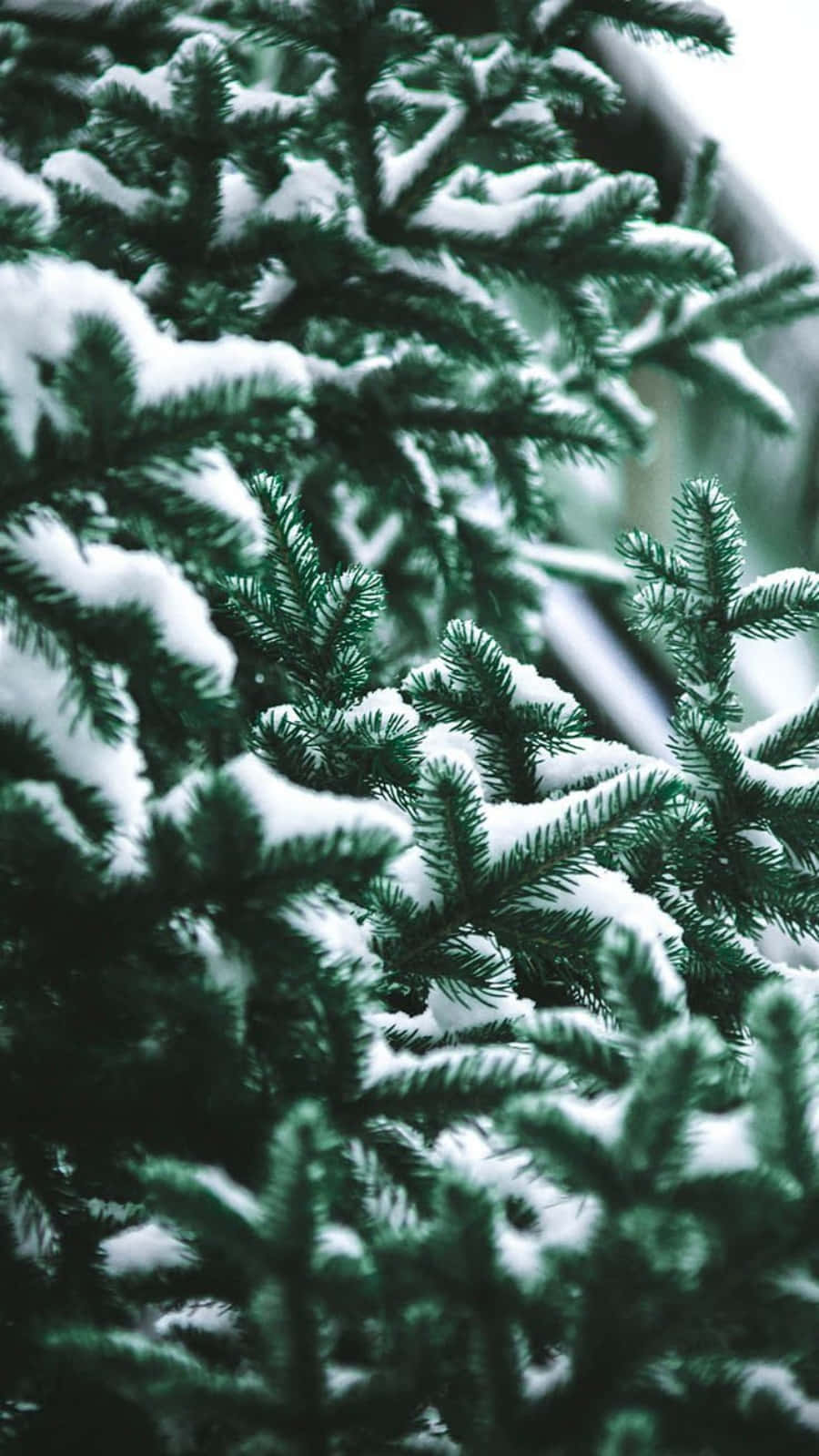 Tumblr Christmas Snow On Pine Leaves Wallpaper