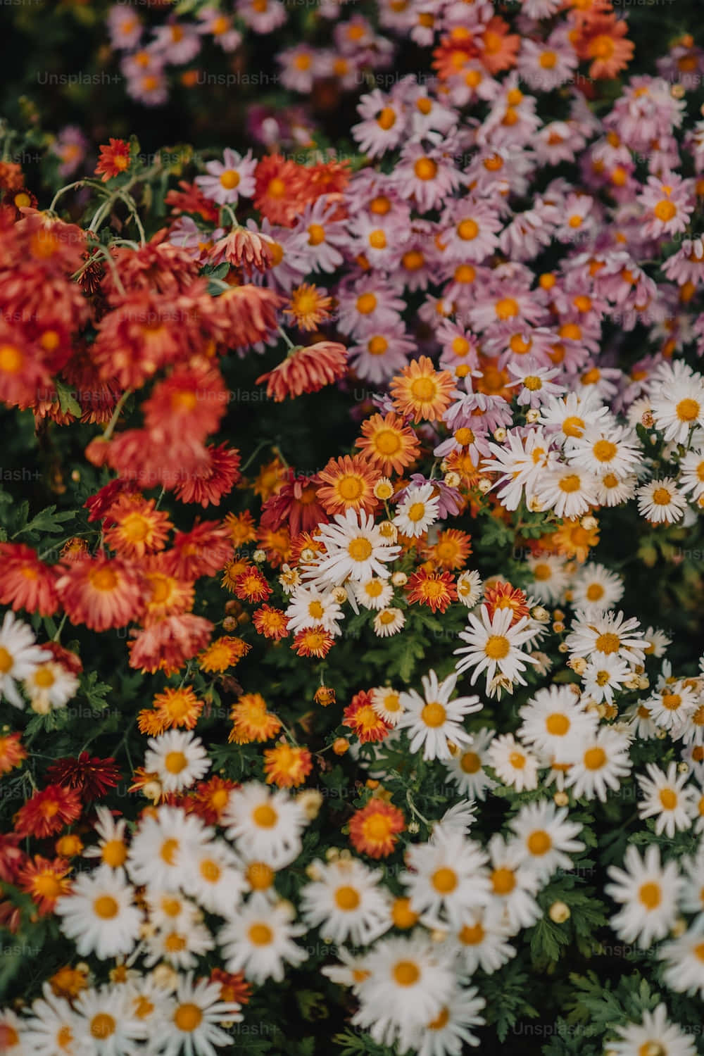 Floral Dreams - Beautiful Tumblr Flower Background